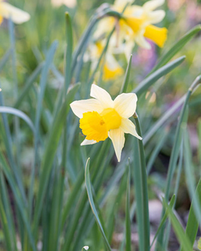 Narcis botanický Lobularis 5/6, 100 ks